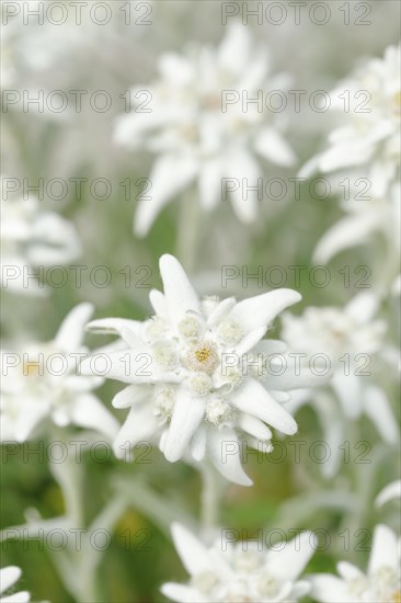 Alpine Edelweiss