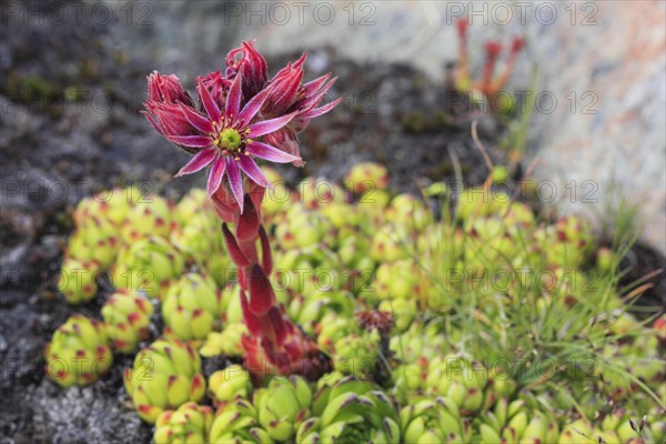 Mountain houseleek