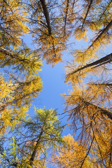 Larch forest and blueberry bushes