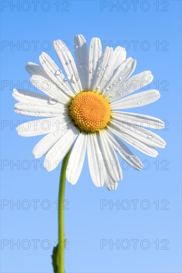 Ox-eye daisy