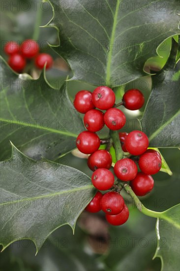 European holly in the forest