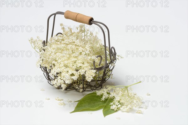 Elderflower in wire basket