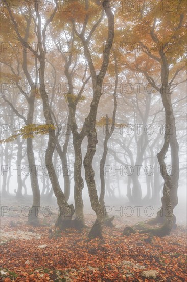 Beech forest in autumn