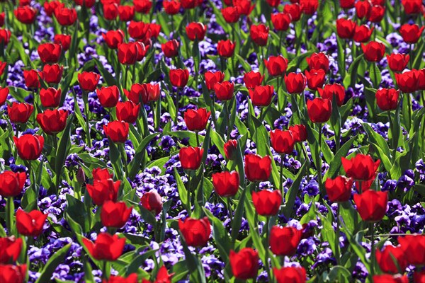 Tulip