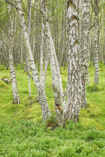 Birch forest