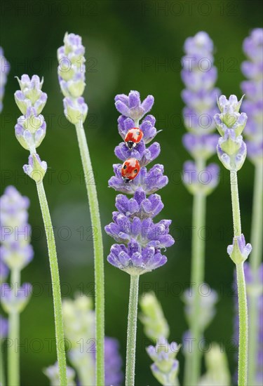 Two-spotted ladybird on lavender flower