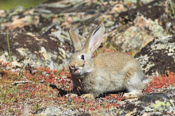 Wild rabbit