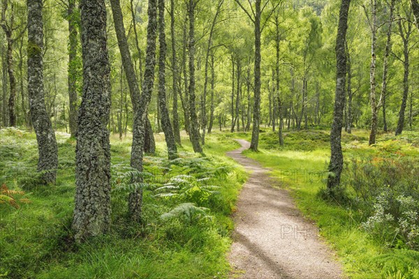 Footpath in birch forest