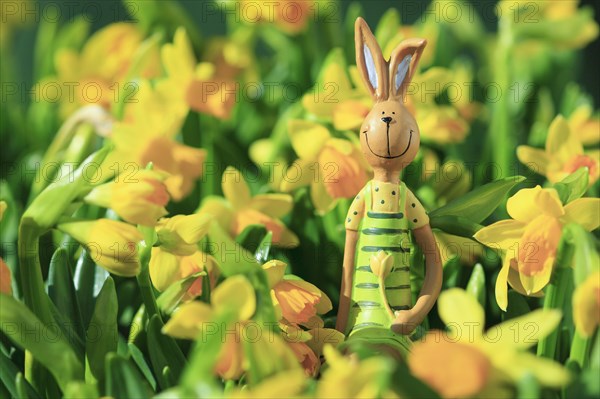 Easter bunny in the middle of yellow daffodils