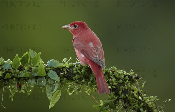 Summer Tanager