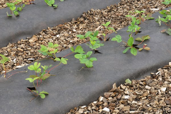 Strawberry plants