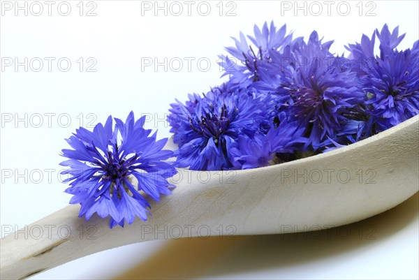 Cornflower