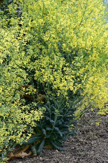 Brassica oleracea