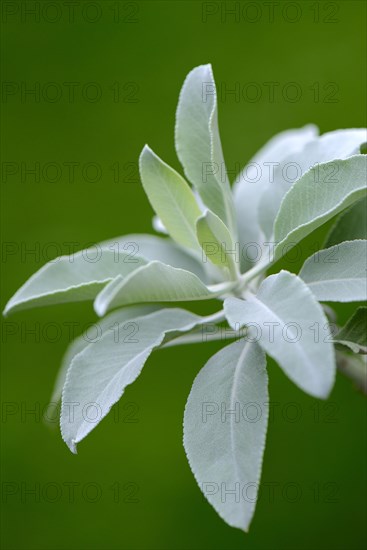 Indian smoking sage