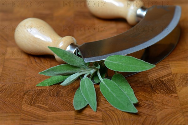 Sage leaves