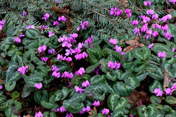 Early spring cyclamen