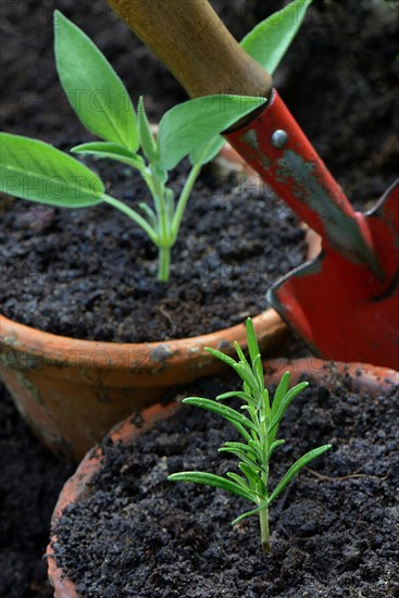 Rosemary and sage cuttings