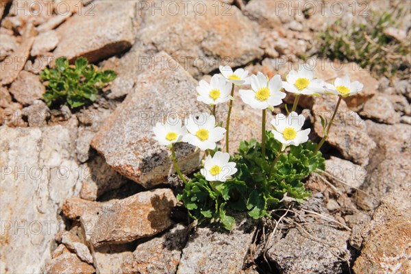 Alpine buttercup