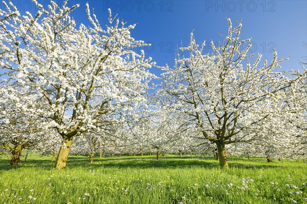 Cherry trees in spring