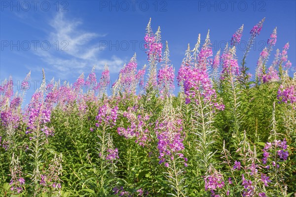 Narrow-leaved willowherb