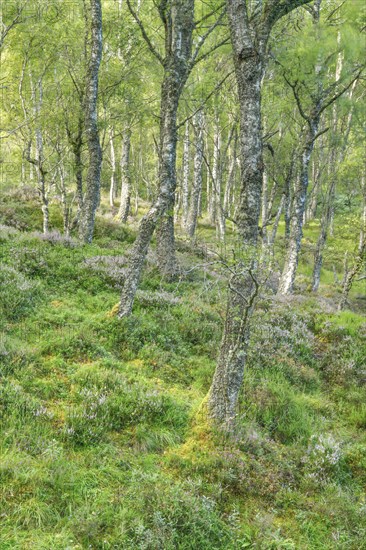 Birch forest