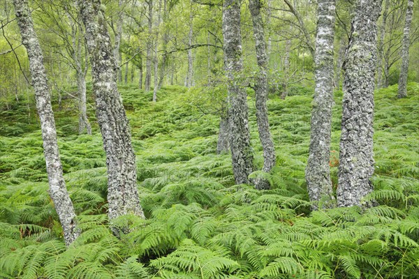 Birch forest