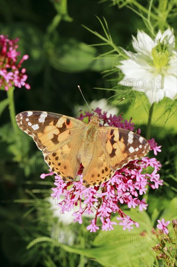 Painted lady