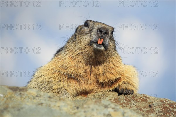 Alpine Marmot