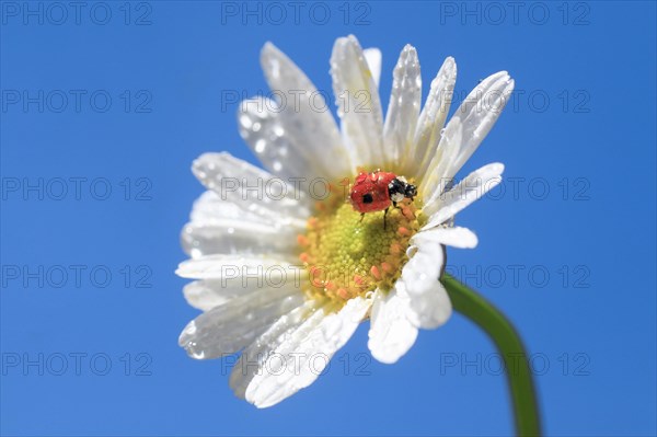 Ladybird on daisy