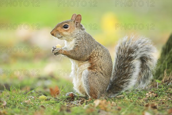 Eastern gray squirrel