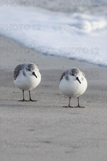 Sanderling