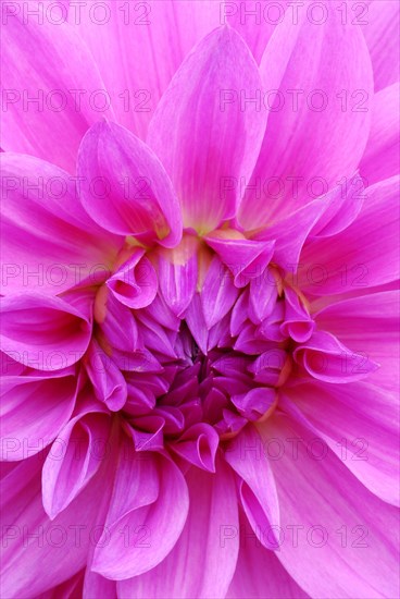 Dahlia spec.