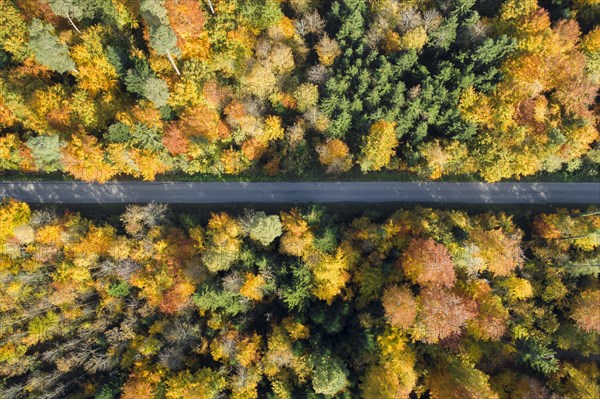 Forest lined road in autumn