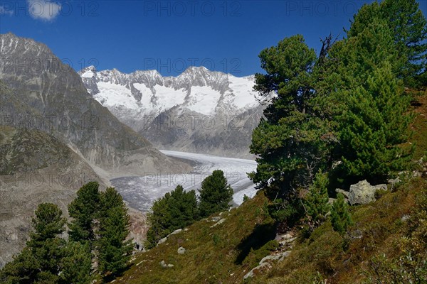 Aletsch Forest