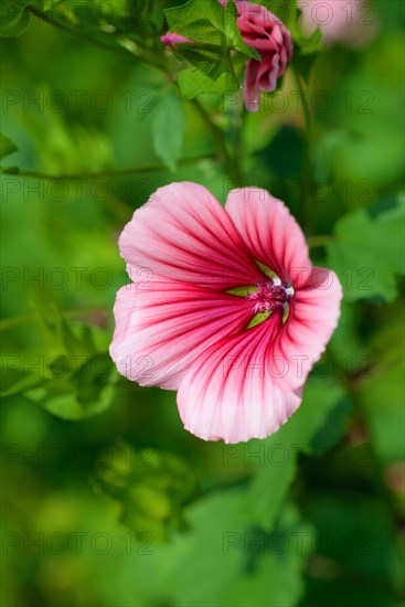 Mallow herb