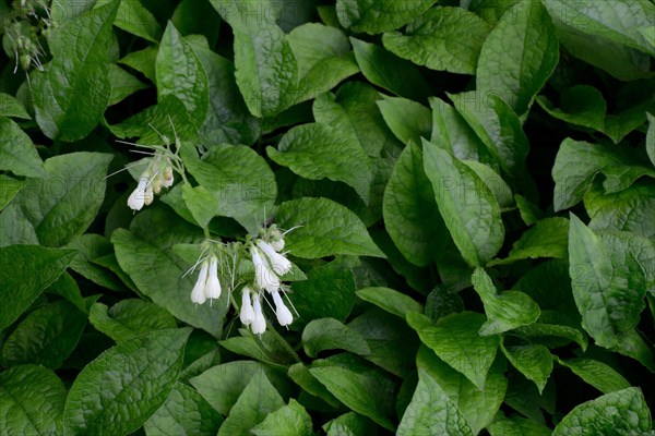 Symphytum grandiflorum