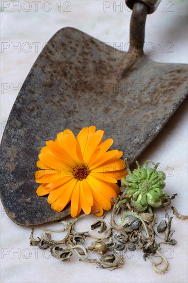 Marigoldsseeds and flowers