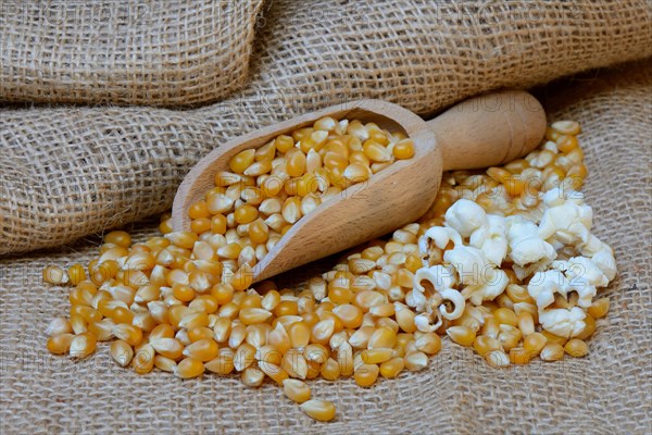 Popcorn and corn kernels in shovel