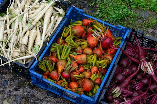 Beetroot and root