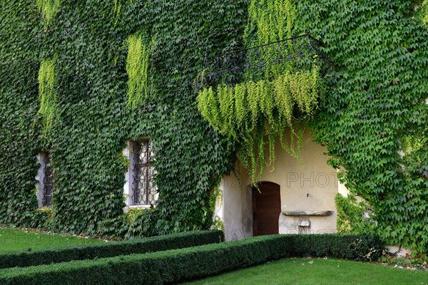 House wall with wild wine