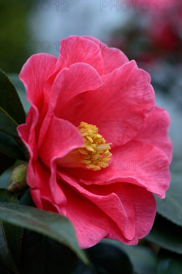 Japanese camellia