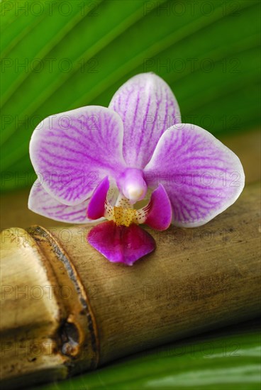 Orchid flower