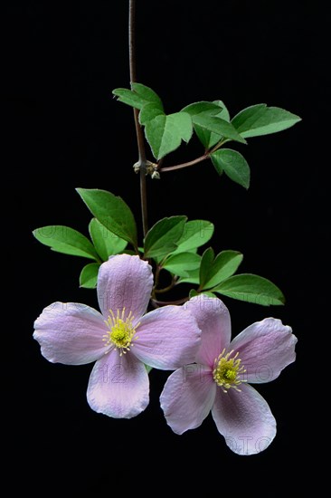 Mountain clematis Rubens