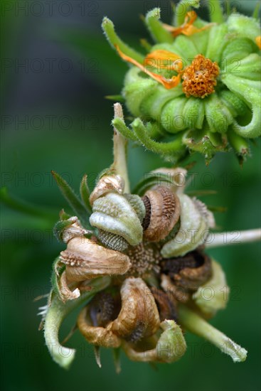 Common Marigold