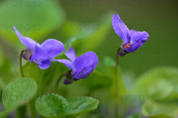 Scented violet