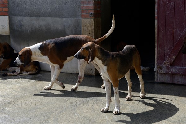 Hunting dogs in the kennel of Cheverny Castle