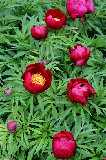 Peony