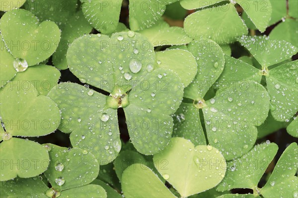 Forest clover with water drop