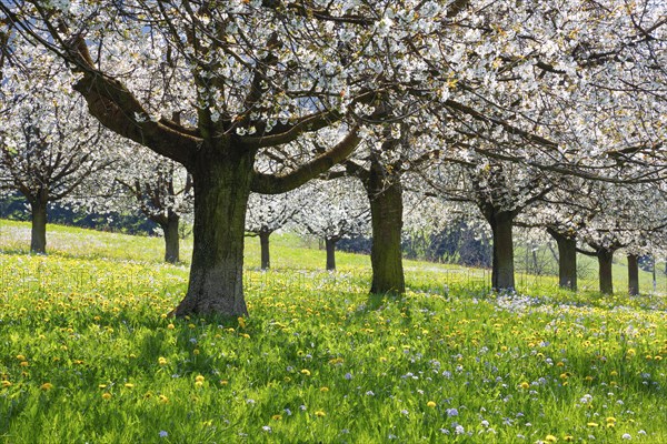 Cherry trees in spring