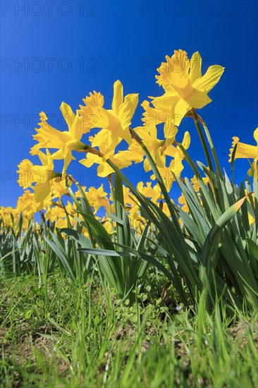 Yellow narcissus